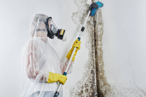Best Affordable Mold Removal  in Louisville, TN