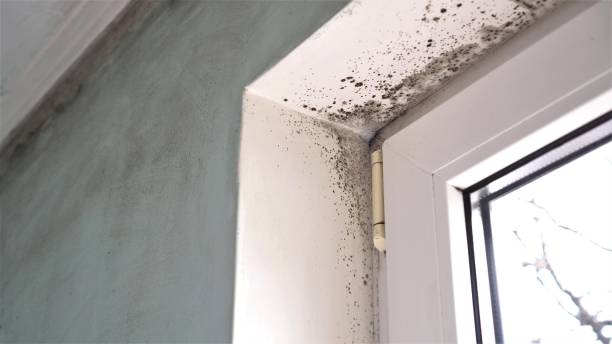 Best Black Mold Removal  in Louisville, TN