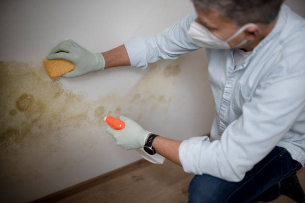 Best Mold Removal Process  in Louisville, TN
