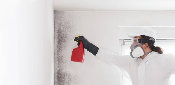 Best Professional Mold Removal  in Louisville, TN