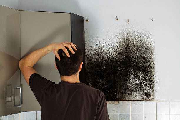 Best Commercial Mold Removal  in Louisville, TN