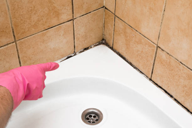 Best Local Mold Removal Service  in Louisville, TN